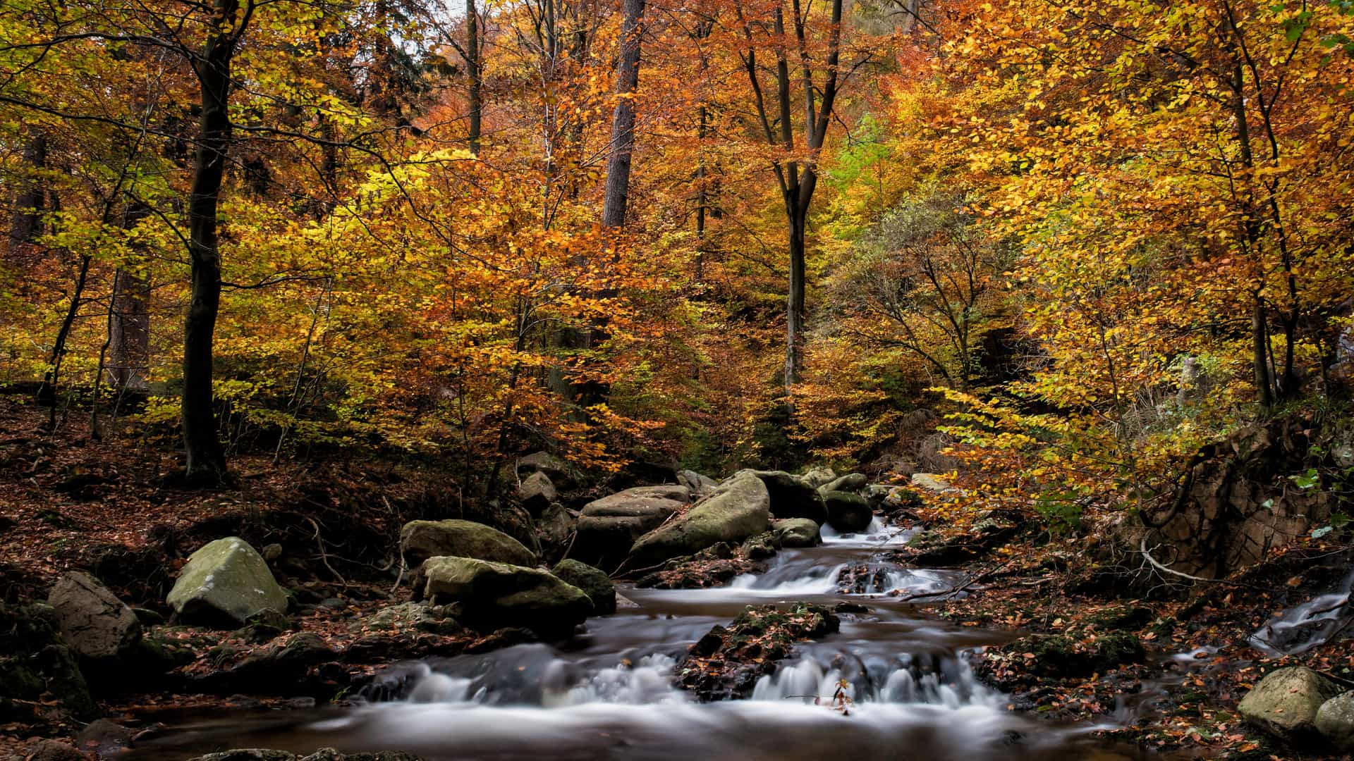 Harz