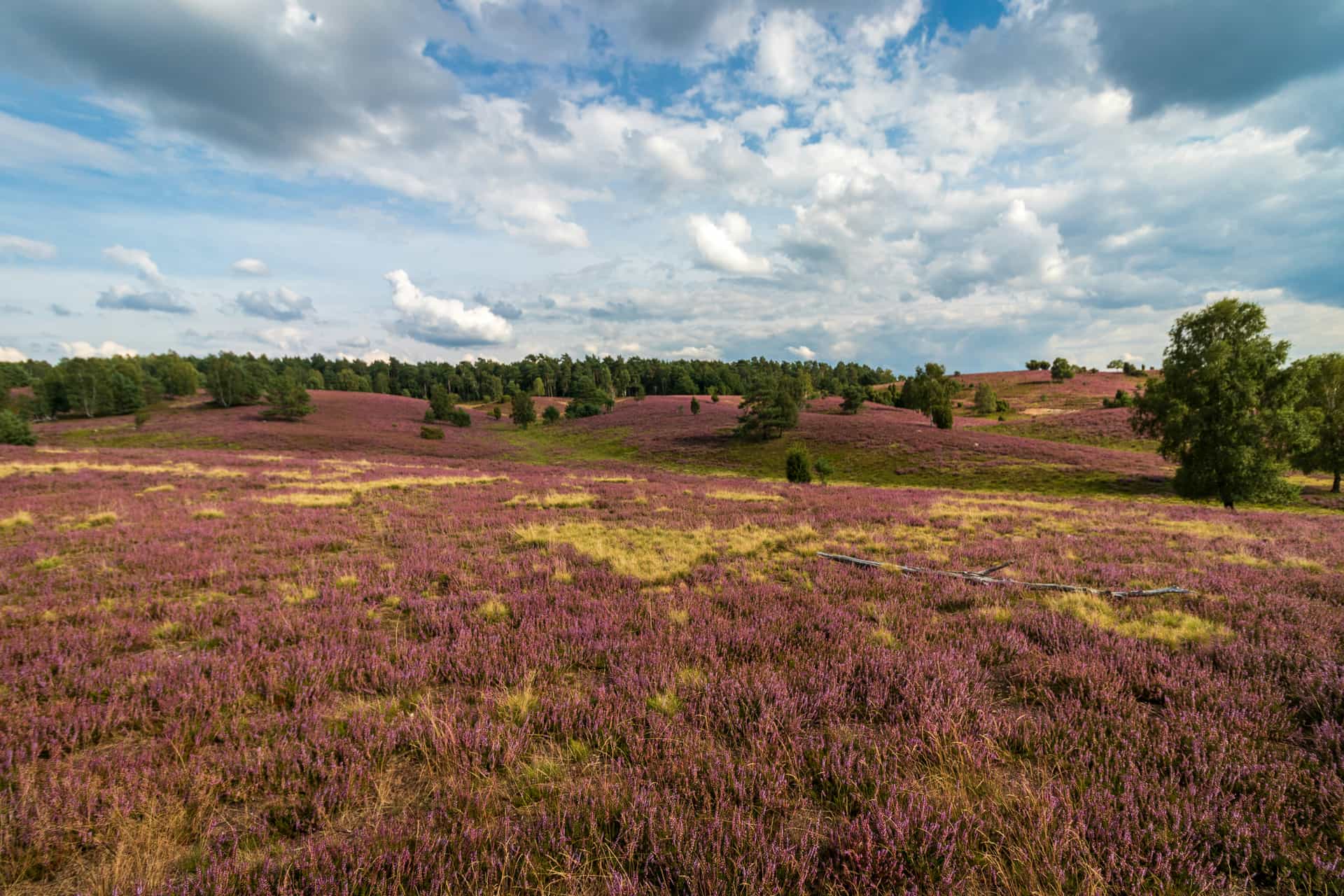 Lüneburger Heide